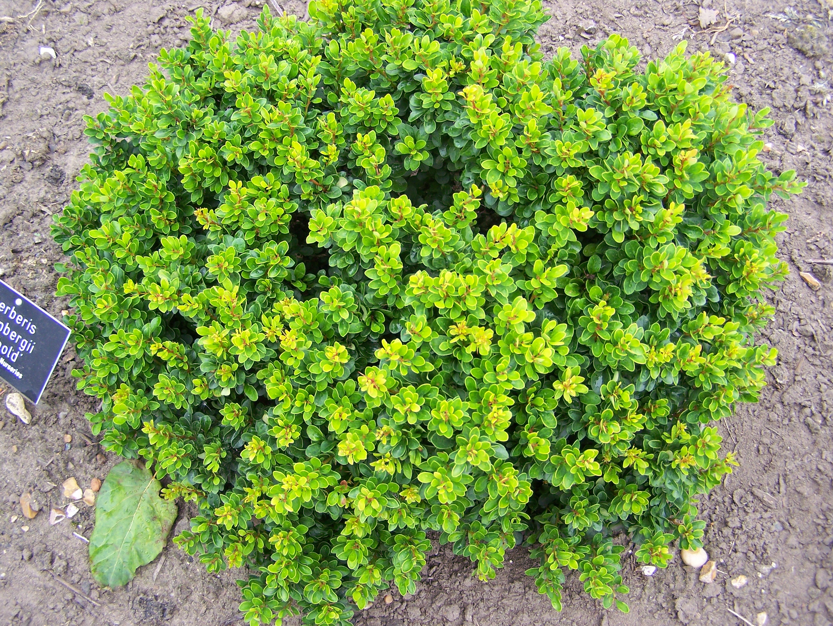 Berberis thunbergii 'Kobold'